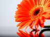 Цветотерапия: оранжевый цвет, свойства, качества, лечение