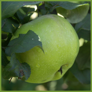 притча, аджна чакра, садовник, писатель, яблоня, яблоко, яблоневый сад